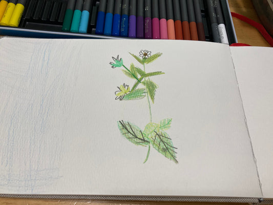 Wander Wisdom #3 - Keeping a Nature Journal