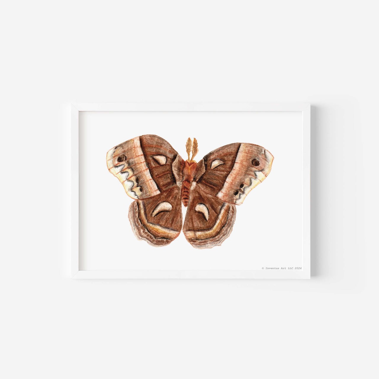 Cecropia Moth Art Print on Paper (5"x7"; special edition signed; unframed)