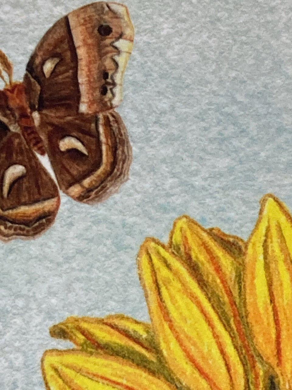 Wildflower Wonder Mix Nature Notebook (5.5"x8.5")