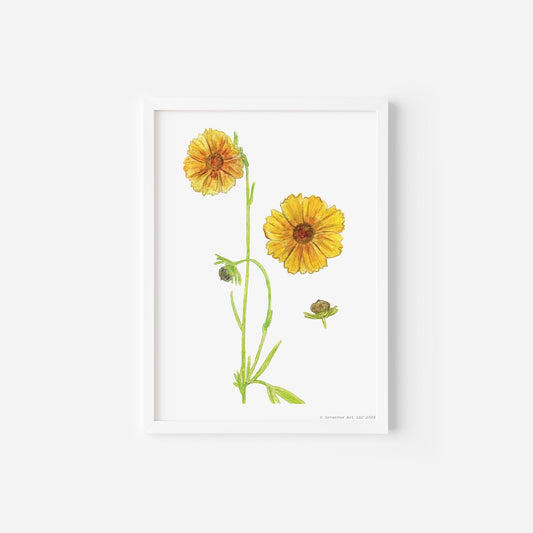 Lanceleaf Coreopsis Art Print on Paper (5"x7"; special edition signed; unframed)
